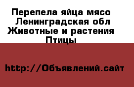 Перепела яйца мясо - Ленинградская обл. Животные и растения » Птицы   